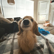 飞行的番茄鸡蛋面