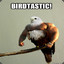 Birdtastic