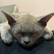 meowqqq