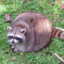 fat raccoon