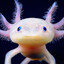 Axolotl