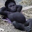 Macaca mulatta