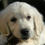 Don&#039;tCallme&quot;WhiteDogs&quot;