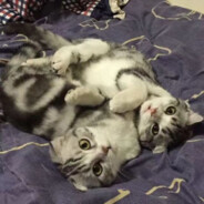 七十八岁拄杖对抗