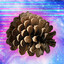 Pinecone