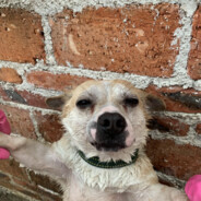 仲唔快滴叫声非凡哥