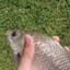 Mr. Fish