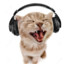 Cat with headphones