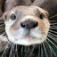 Abdul Otternase