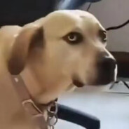 王某