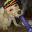 Bong dog