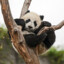 Xiongmao