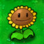 SUNFLOWER PVZ