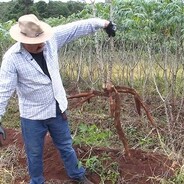 tonhão plantador de madioca