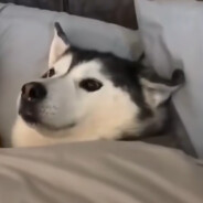 鹤顶红一级品鉴师