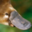 puzzledplatypus