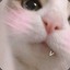 猫头鹰小狗