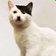 ADOLF CATLER