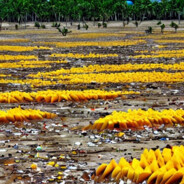 芒果环礁三零零零