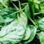 Thick Spinach