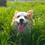 小贝贝贝贝贝壳