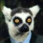 Mister Lemur