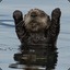 Mr otter