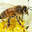 honeybeefan739