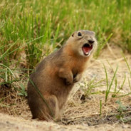 新赛季电子宠物