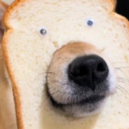 🥭夏日特饮🥭