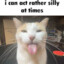 silly cat