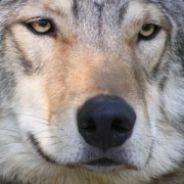 Dimitrii Anghelov LOUD