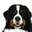 Bernese