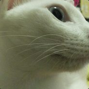 num_nlm_tlt