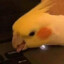 (PY) JikanBirb