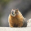 MARMOT