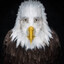 Ball Eagle