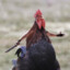 Rambochicken