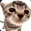 Stuartcat
