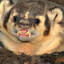 badger