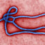 Ebola__