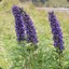 Aconitum