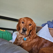 SirBloodWorks avatar