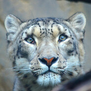 Snowleopard321