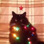 Говно и шишки