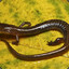 Salamander Sam