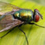 新苍蝇队长.Caption Fly