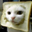 Bread Cat