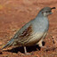 Quail_000