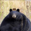 Coo Bear